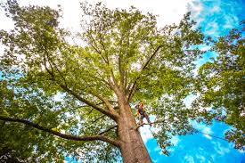 Best Commercial Tree Services  in Necedah, WI